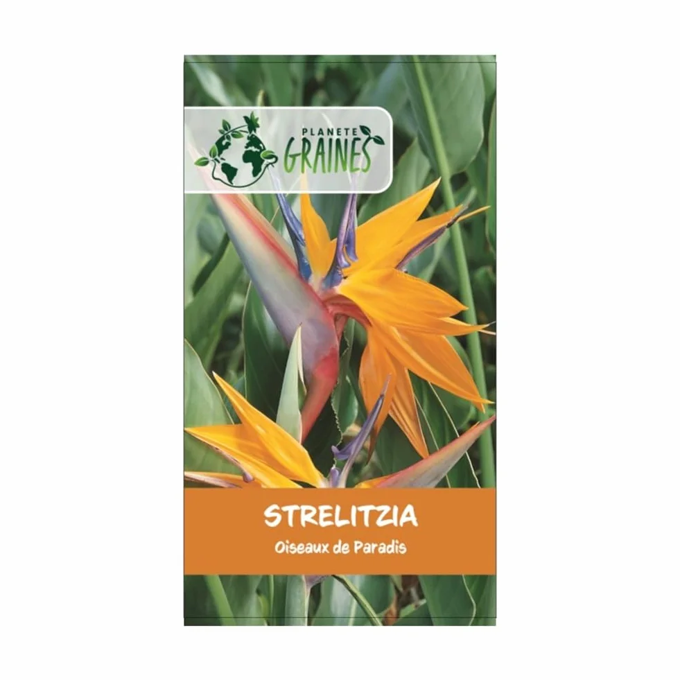 Strelitzia reginae oiseau de paradis graines orange bleu plante tropicale