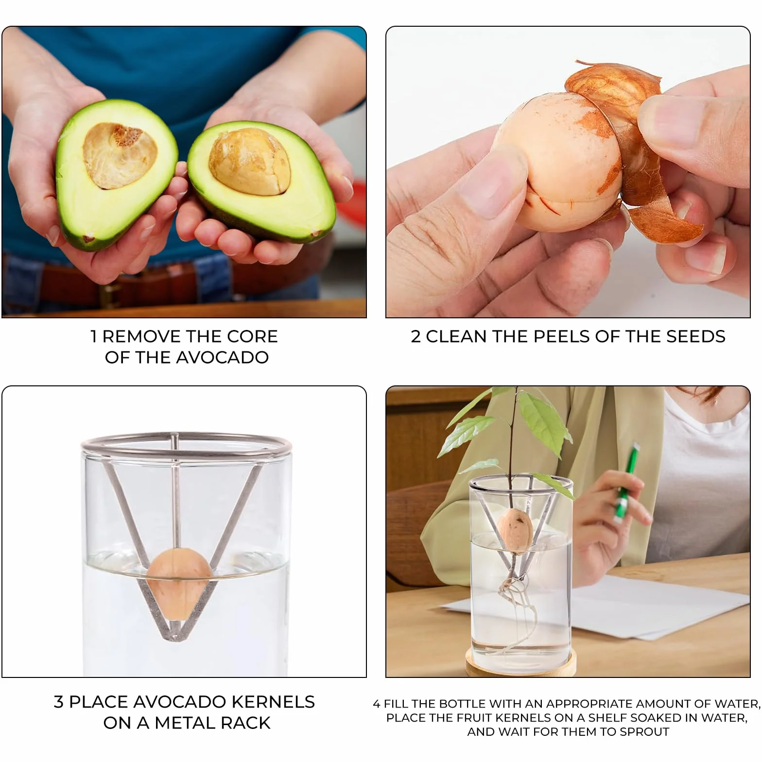Kit de culture d'avocat en verre pour la plantation et la croissance