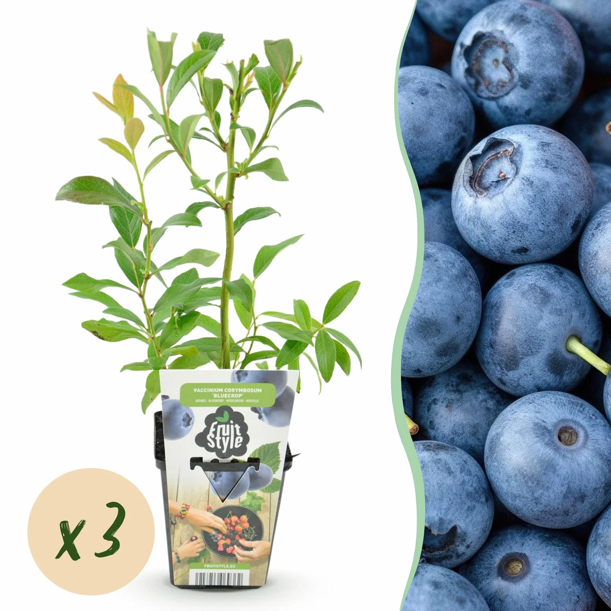 Myrtille Bluecrop Vaccinium Corymbossum 3 Plantes Pot 9 cm Résistant Hiver