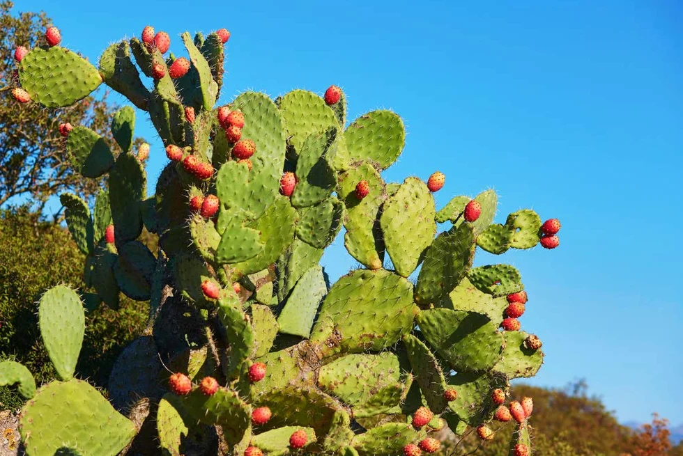 Bloomique Lot de 2 Opuntia Rubescens Cactus raquette Plantes d’intérieur Hauteur 20-30 cm Pot 12 cm