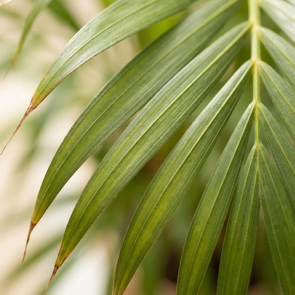 Dypsis Lutescens Areca Palmier Doré Plante d'intérieur Vert Pot 21cm Hauteur 90-100cm