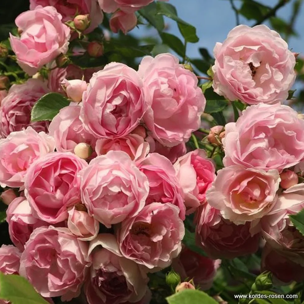 Rosa 'Jasmina' Kordes Rosier grimpant parfumé Violet pot 25-30 cm