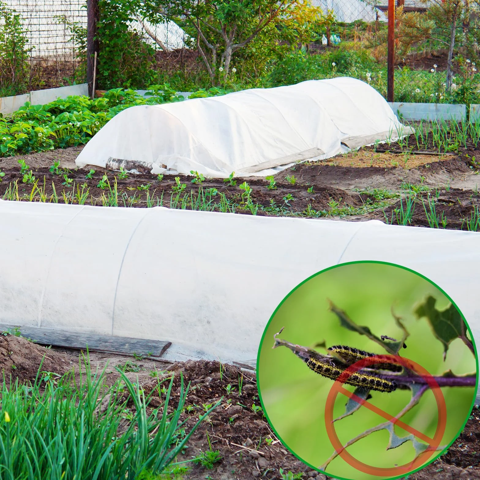 Bâche d'Hivernage Plante 2x10m Voile Hivernage Protection Gel Réutilisable Résistant Insectes Oiseaux Blanc