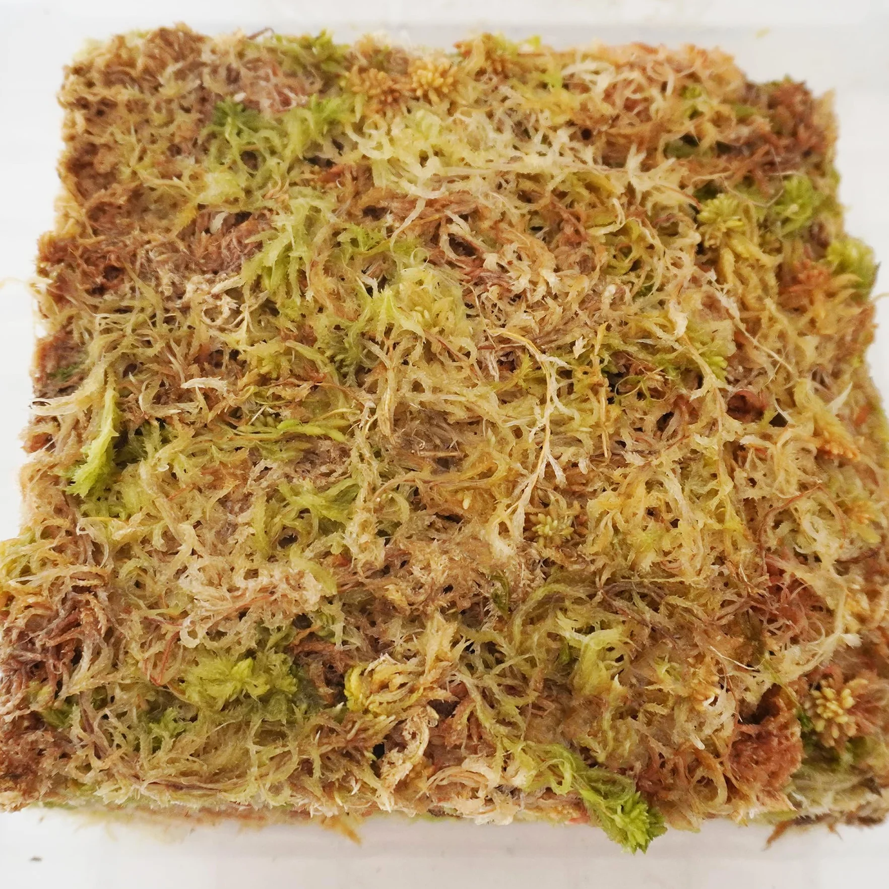 Sphaigne 90g Substrat pour Orchidées Terreau Plante Intérieur