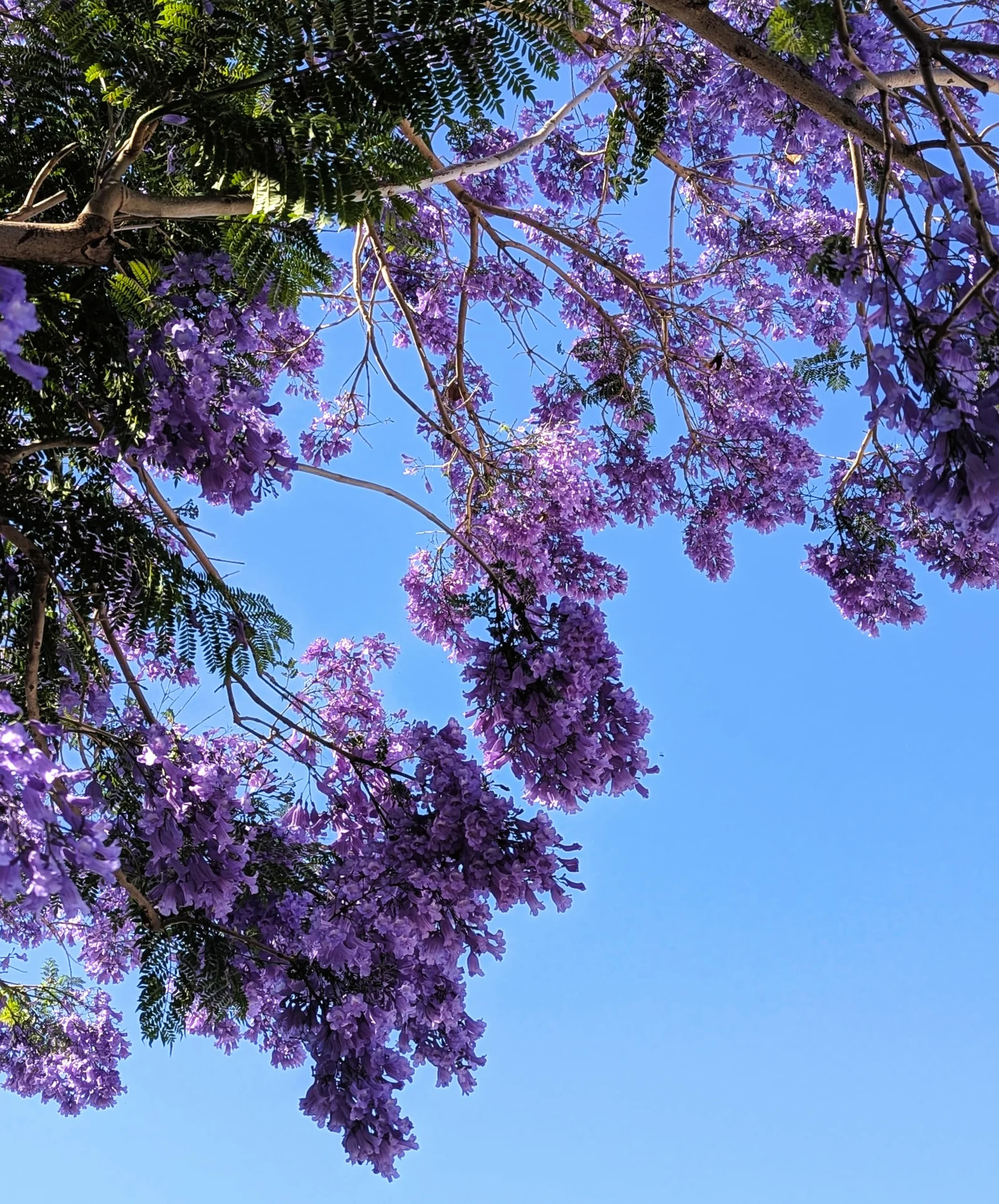 Jacaranda Mimosifolia 40 Graines