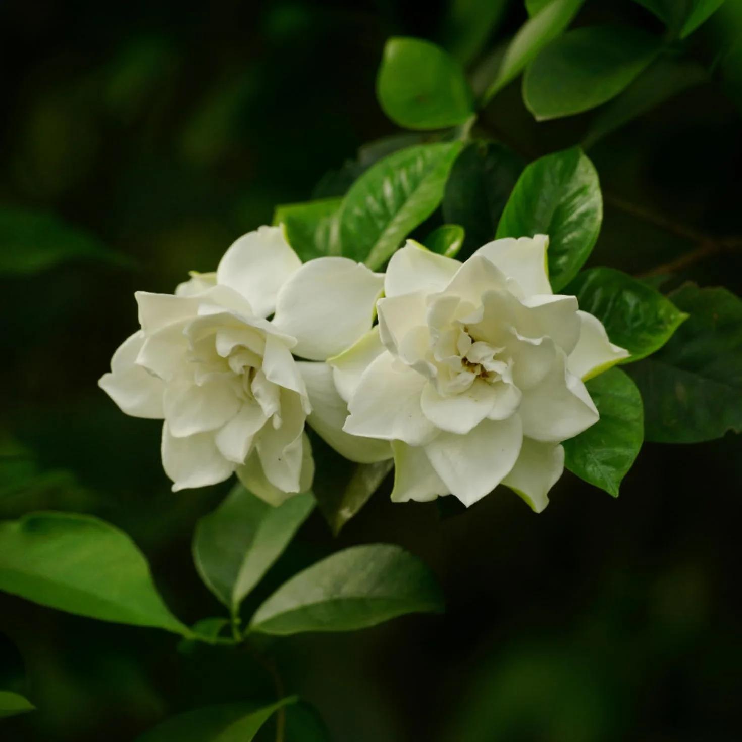 Gardenia Jasminoides Set de 2 Plantes d'intérieur Pot 13cm Hauteur 20-30cm