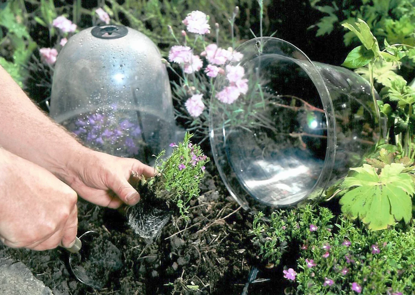 Haxnicks Lot de 2 cloches victoriennes Transparent Kingsize 40 x 31 cm