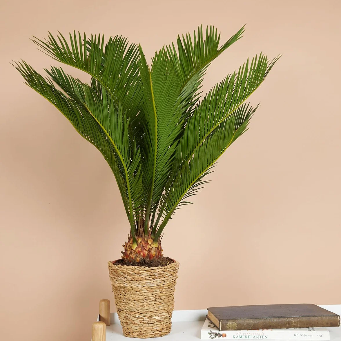 Cycas Revoluta Palmier de la Paix Sagoutier Plante d'intérieur Hauteur 40-50 cm Pot 15 cm