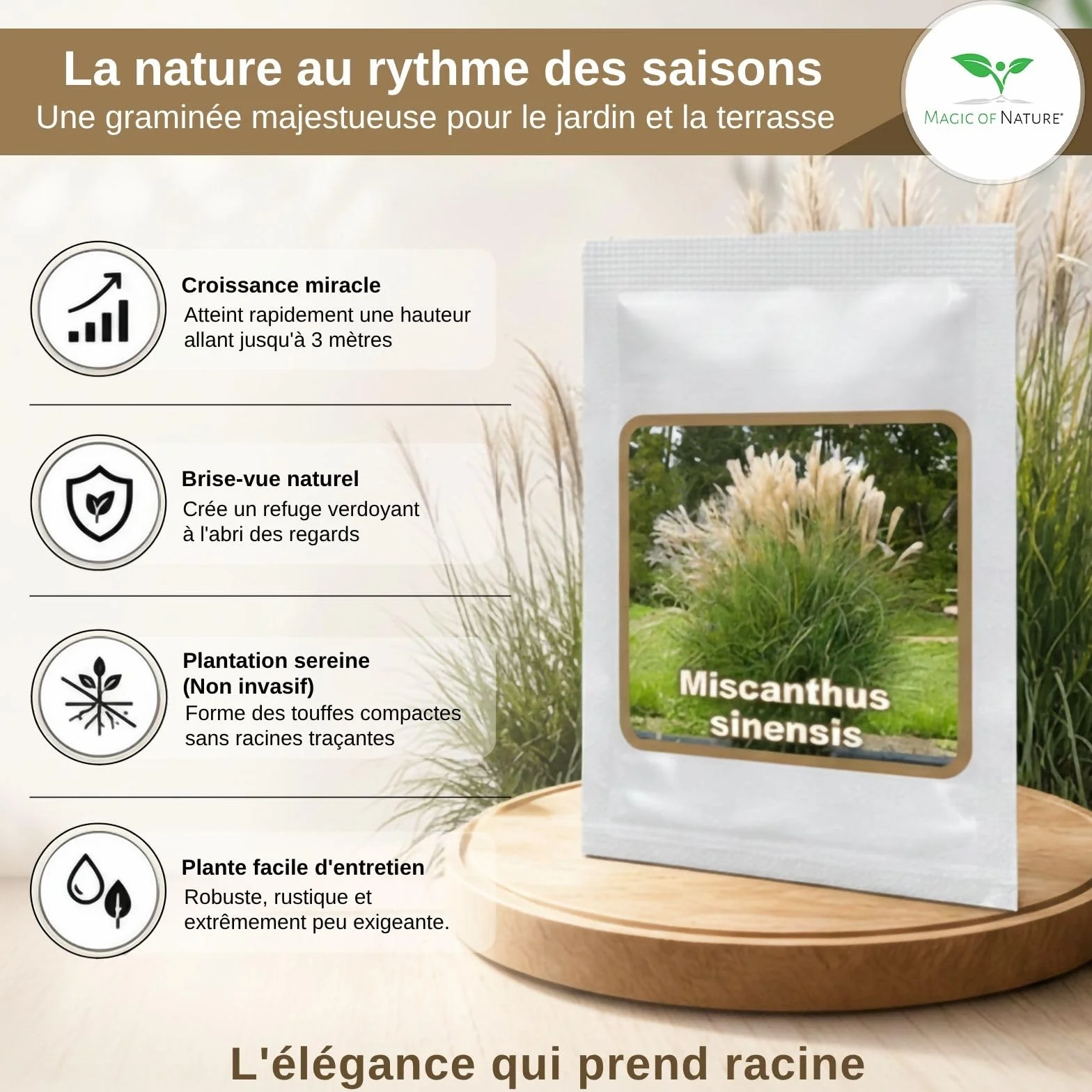 Magic of Nature Graines de Roseau de Chine Géant Miscanthus sinensis Plume d'Argent Graminée Rustique 100 pcs
