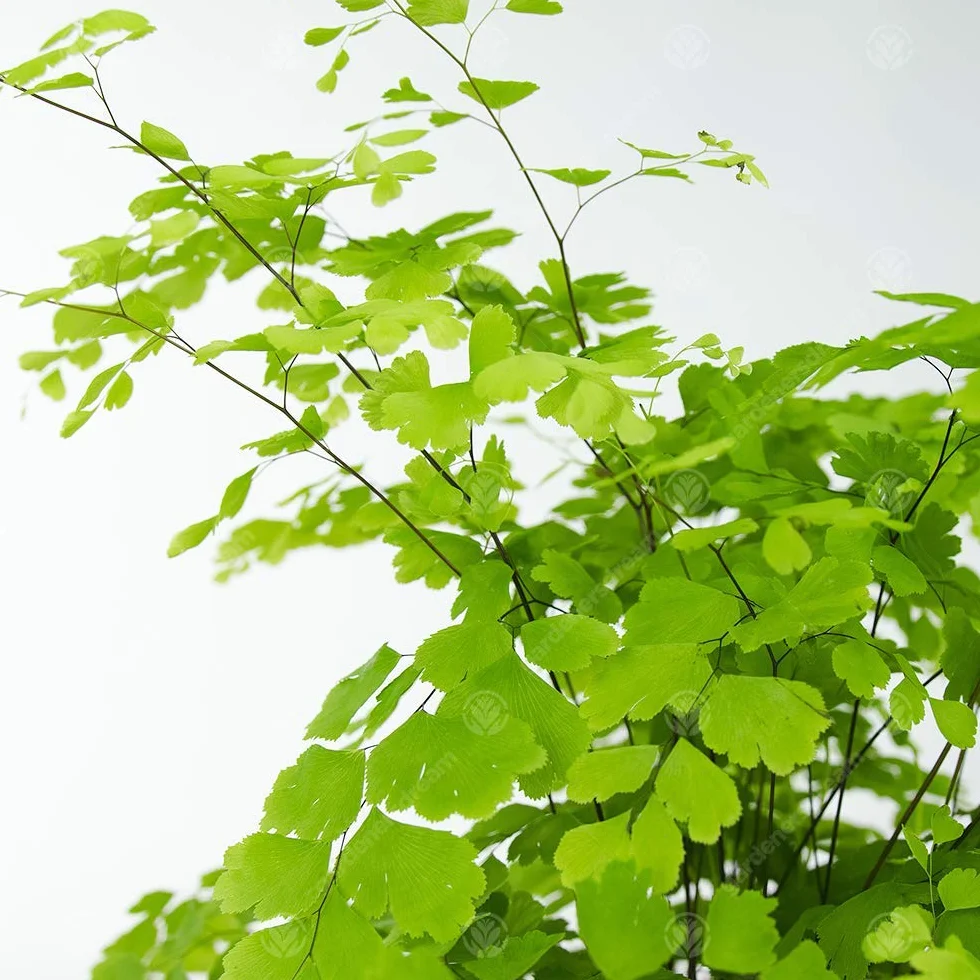 Adiantum raddianum Fragrans Fougère Cheveux de Vénus Plante d'Intérieur 12 cm