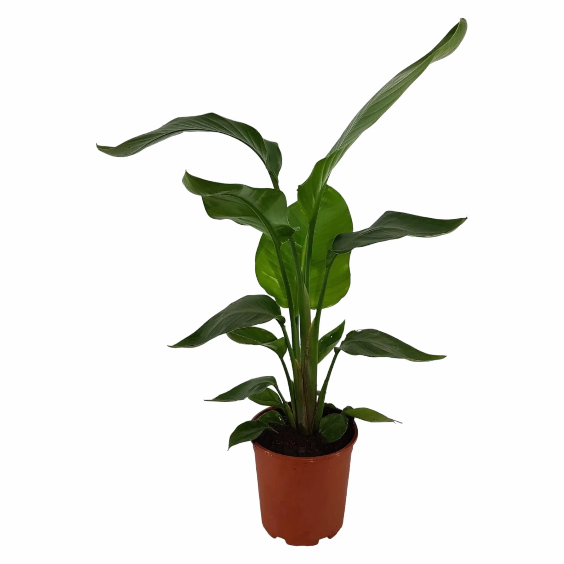 Strelitzia Nicolai Fleur d'oiseau de paradis Plante d'intérieur Hauteur 60-80 cm Pot Ø17cm