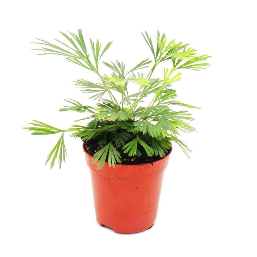 Actiniopteris australis Mini plante Fougère de palmier Baby Plante pot 5,5 cm