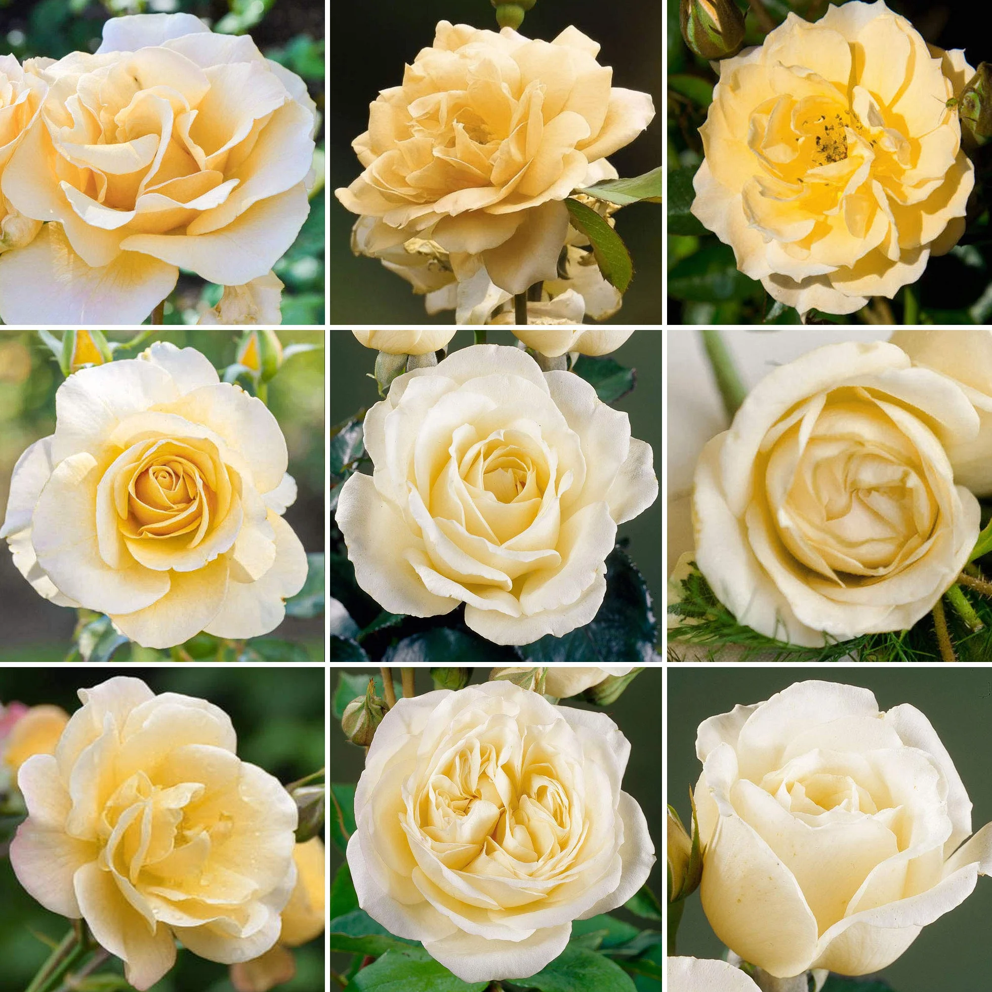 Beau Rosier Crème en pot | Rosiers de jardin haut de gamme avec fleurs colorées en été