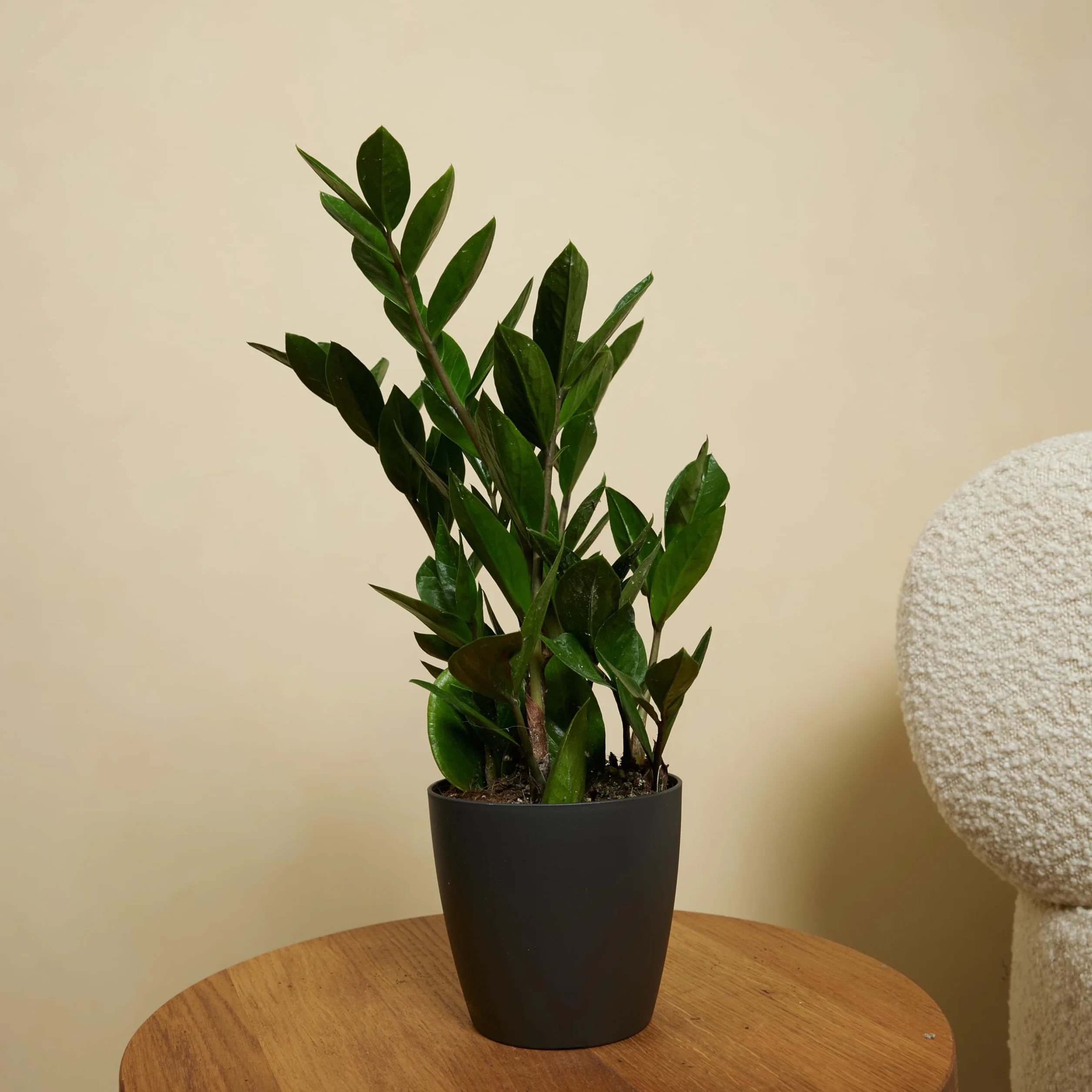 Bloomique Zamioculcas Zamiifolia Palmier d'intérieur 30-40 cm Pot 12 cm