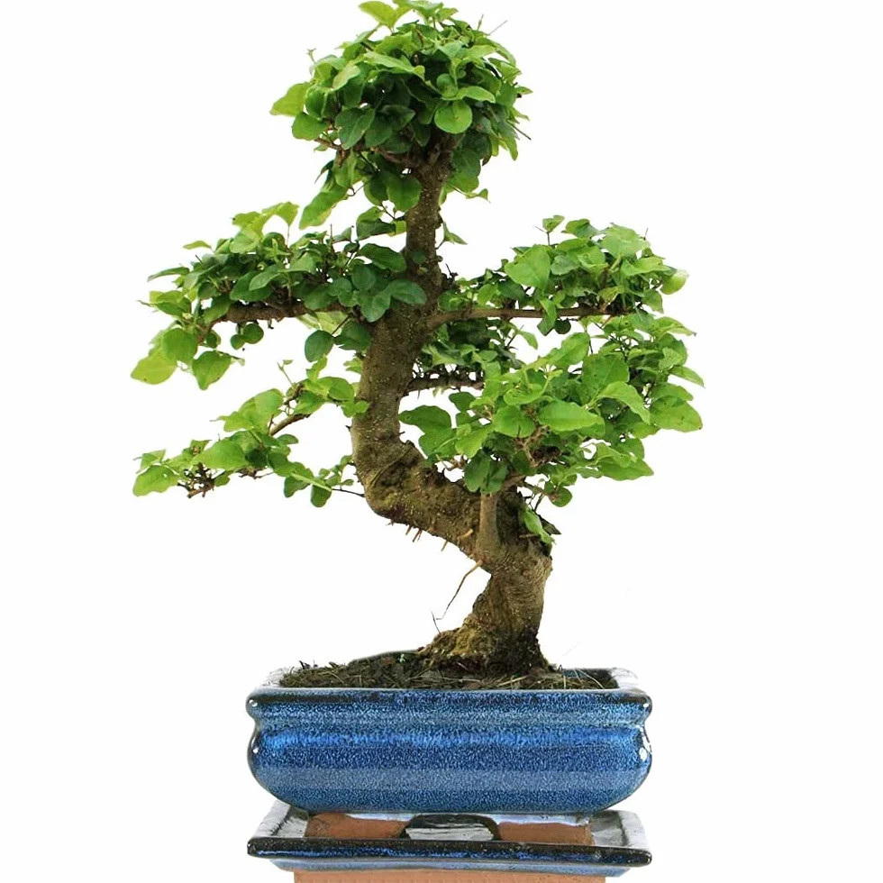 Bonsai Ligistrum Plante d’Intérieur Pot 15cm