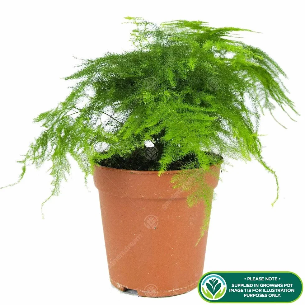 Asparagus Plumosus Plante d’Intérieur – Fougère Vivante en pot de 12 cm