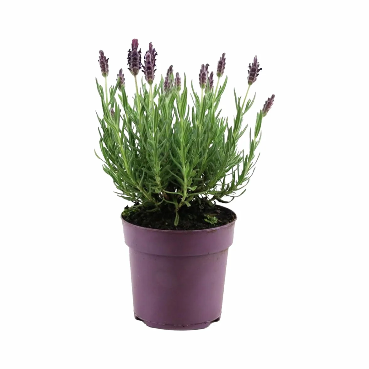 Bloomique Lavandula Stoechas Anouk Lavande Papillon Rustique Hauteur 20-25 cm Pot 12 cm