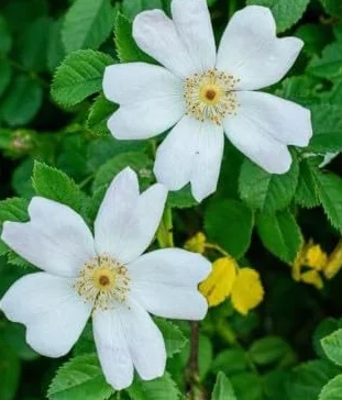 Rosier toujours vert Rosa sempervirens Plante grimpante 3-4 litres