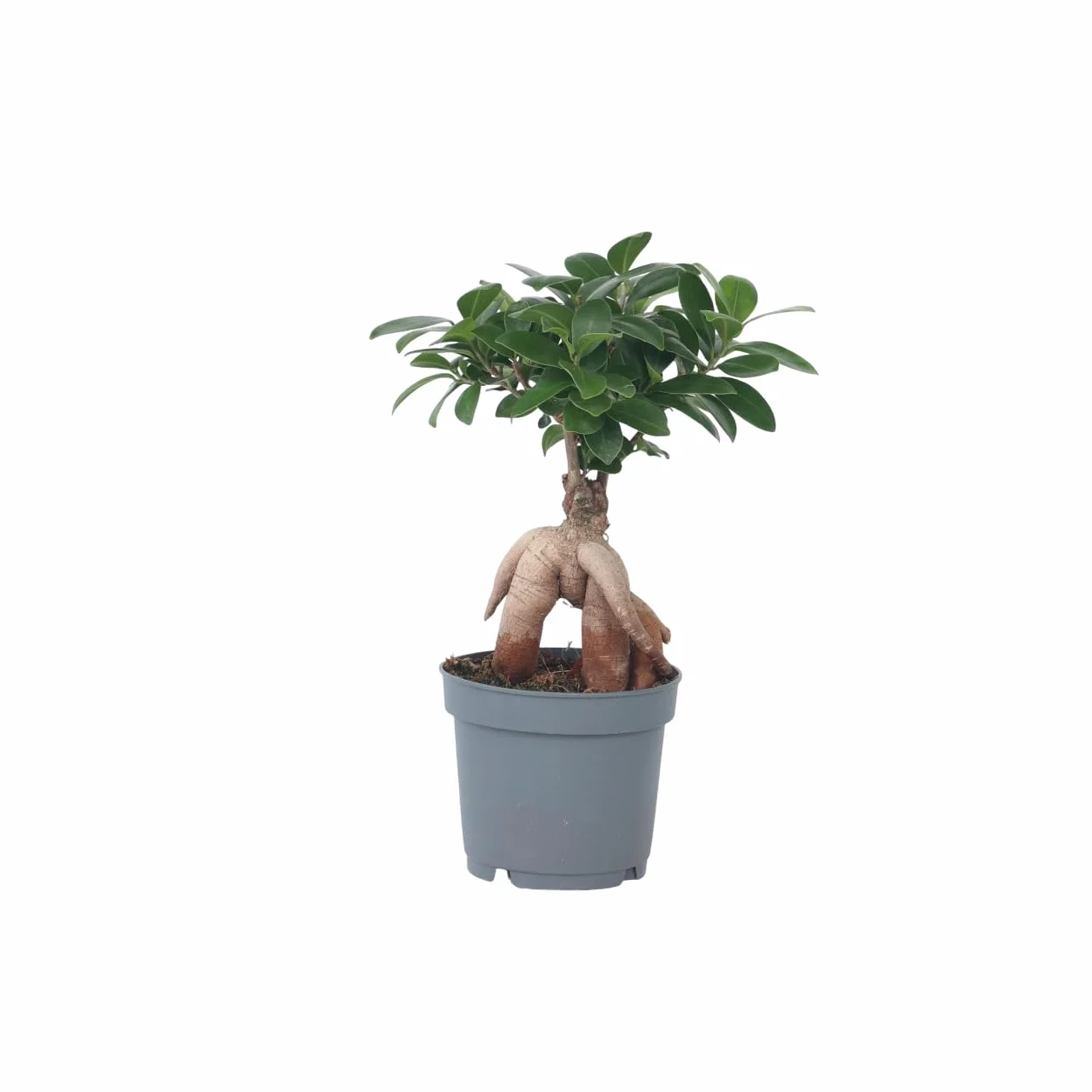 Bonsaï Ficus Ginseng Plante d'intérieur Pot 12cm Hauteur 30-40cm