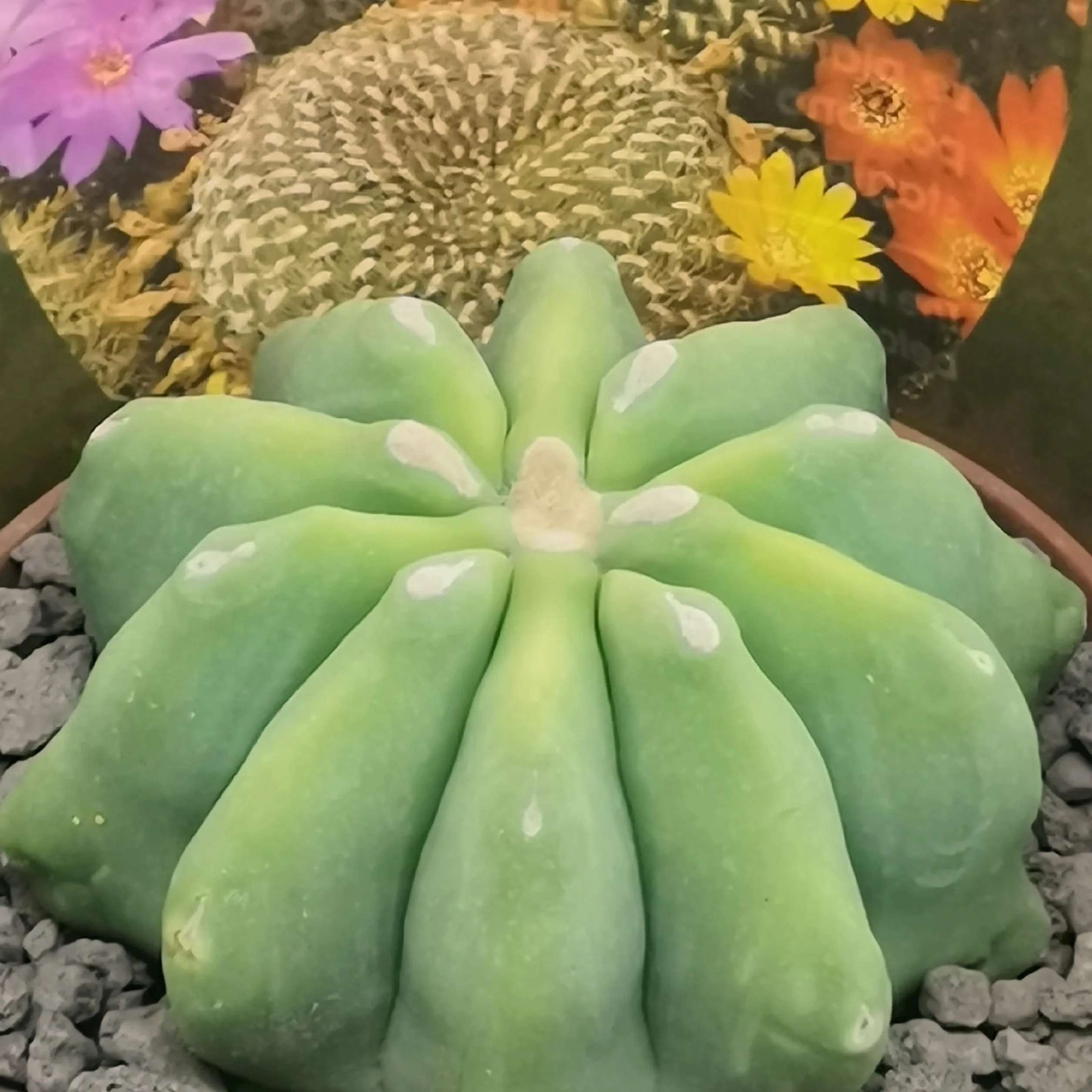 3 plantes succulentes réelles en pots diam. 6,5 cm – Cactus mix