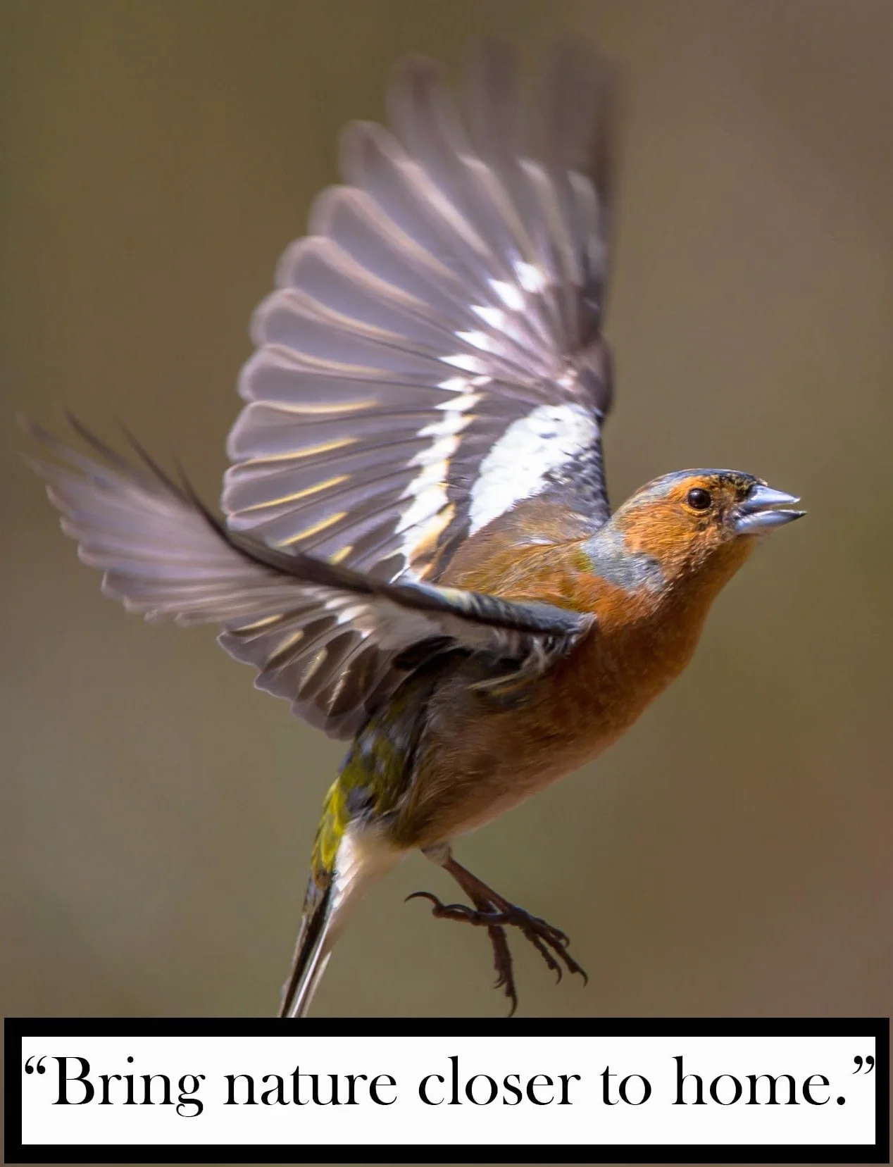 Lot de 160 Boules de Graisse pour Oiseaux Sauvages, 80 g, Riche en Énergie