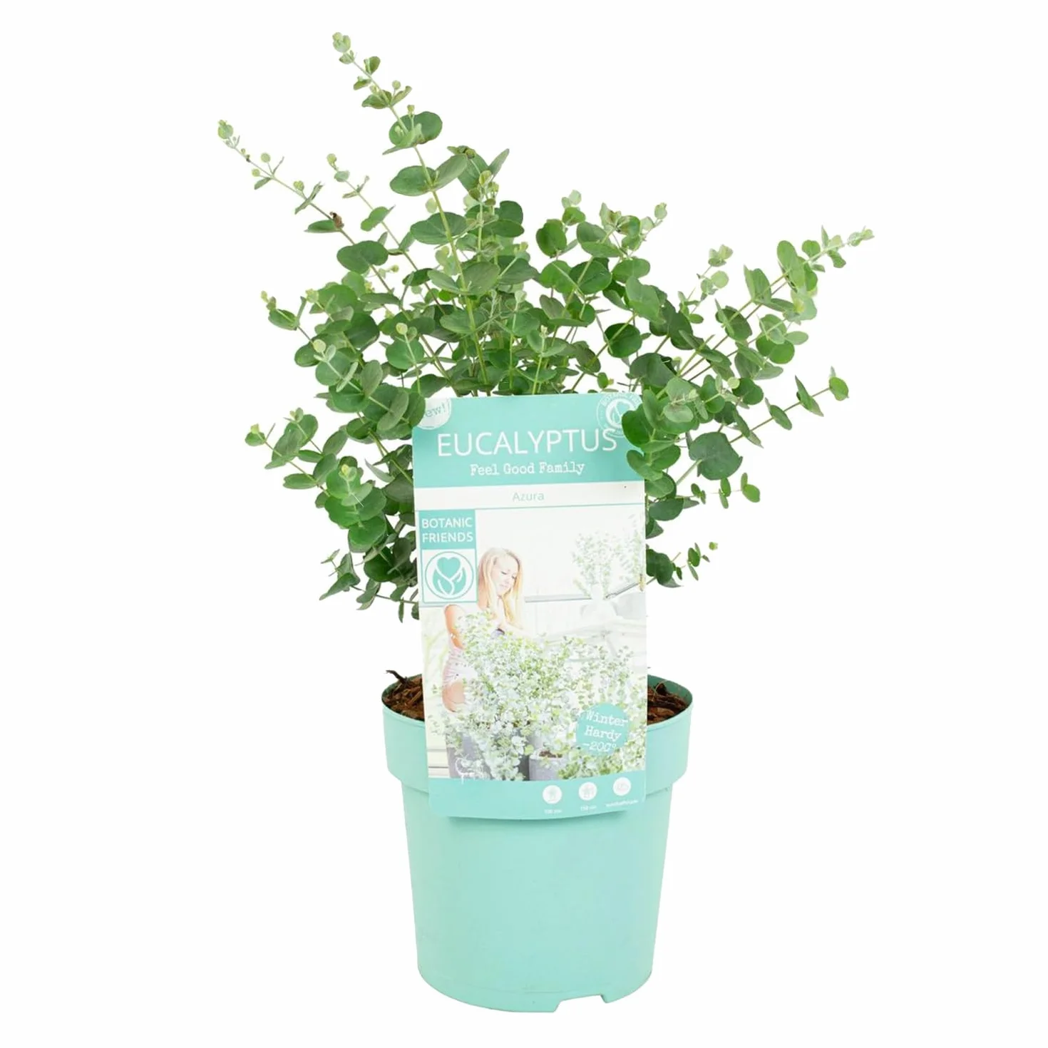 Eucalyptus Gunnii Azura Roślina Ogrodowa Mrozoodporna 30-50 cm Doniczka 15 cm