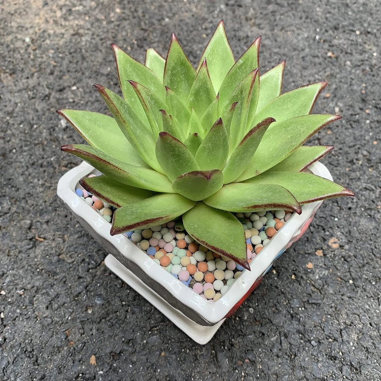 Cailloux d'argile 180 g 8-10 mm pour jardinage hydroponique orchidée