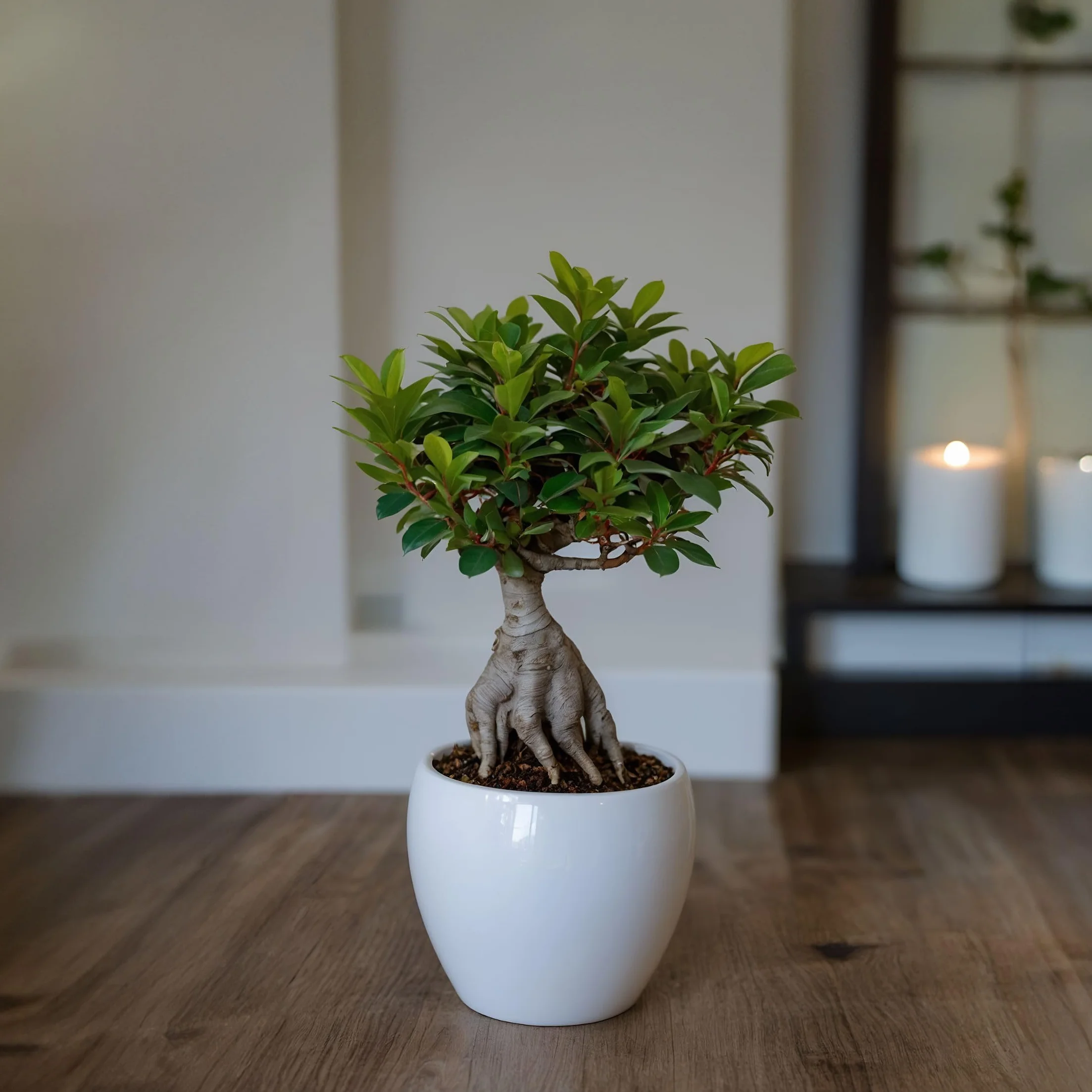 Bonsaï Ficus Ginseng Plante d'intérieur Pot 12cm Hauteur 30-40cm