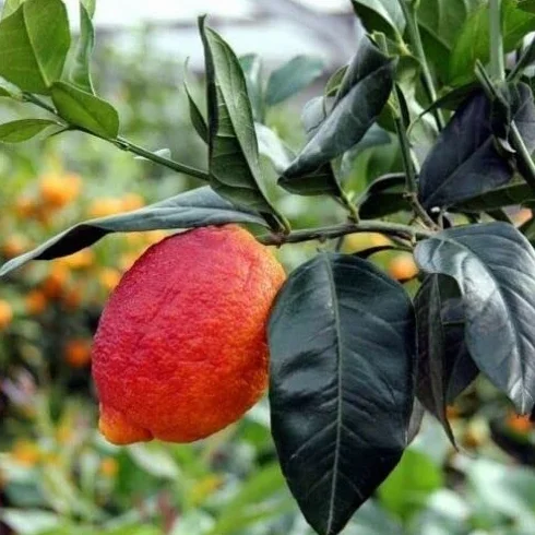 Citron rouge agrumes de Sicile 110 cm 2 ans pépinière Annese