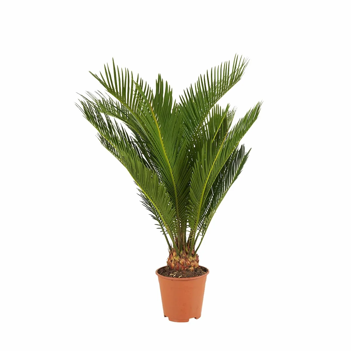 Cycas Revoluta Palmier de la Paix Sagoutier Plante d'intérieur Hauteur 40-50 cm Pot 15 cm