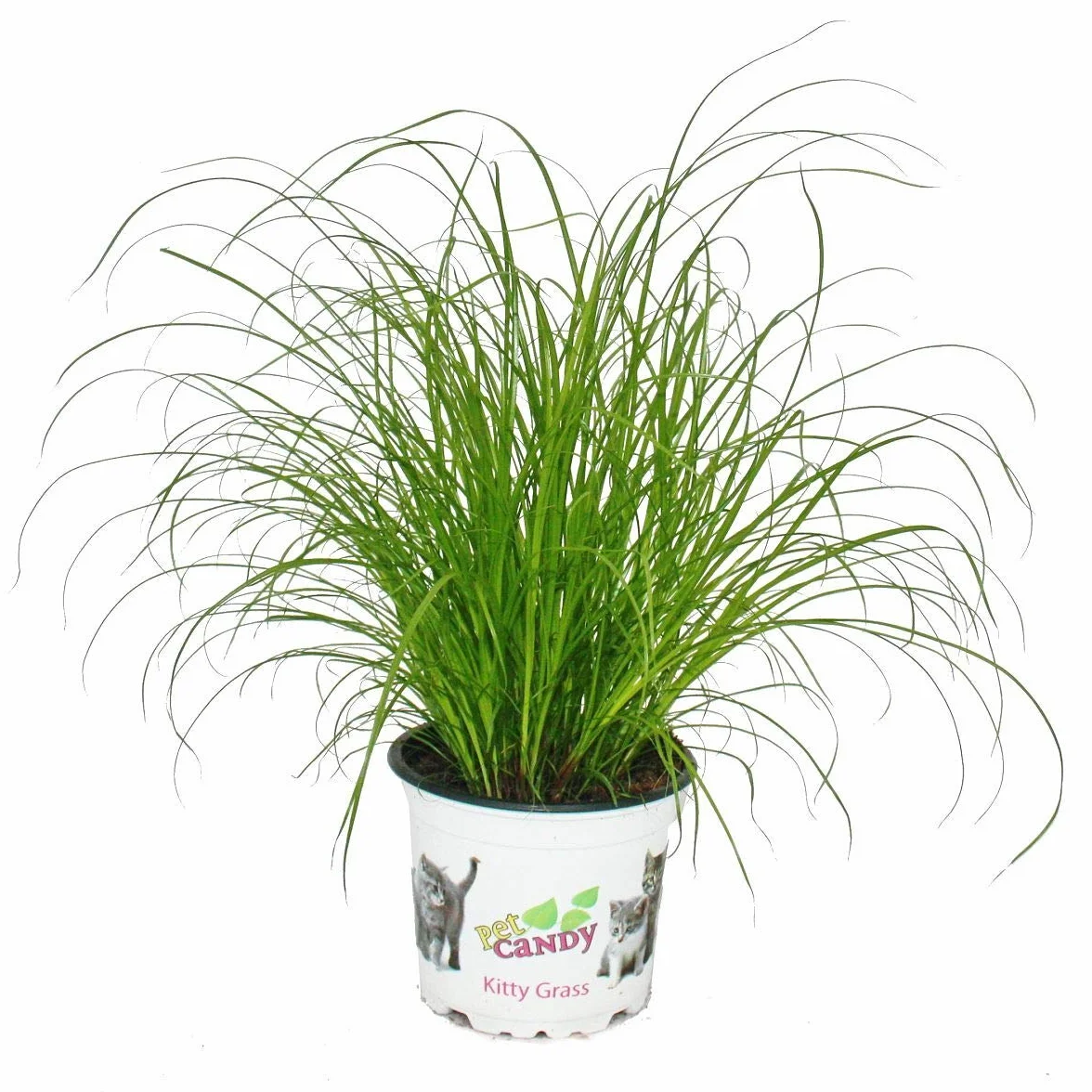 Herbe à chat Cyperus alternifolius soutien digestif chats