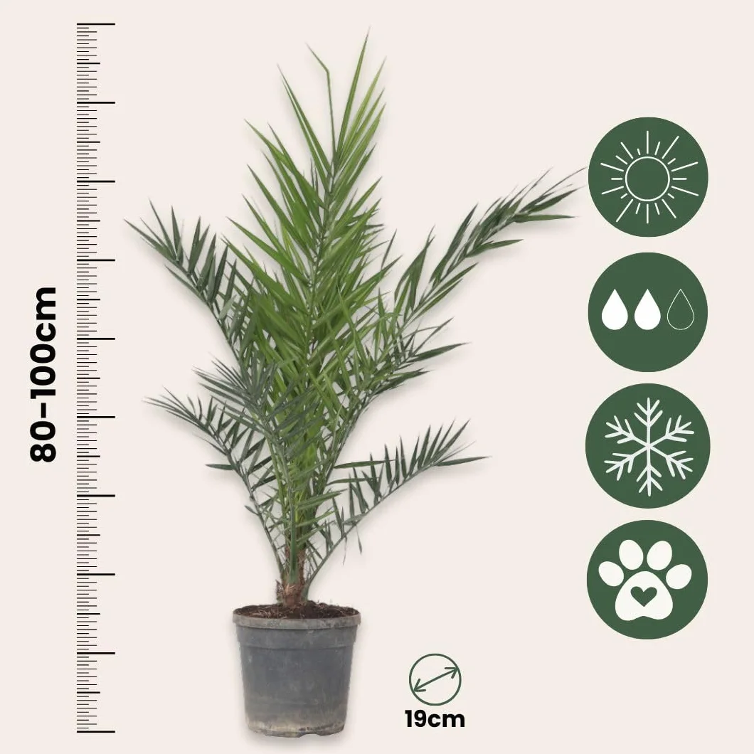 Plant in a Box Phoenix Canariensis Hauteur 80-100cm Palmier des Canaries Pot 19cm