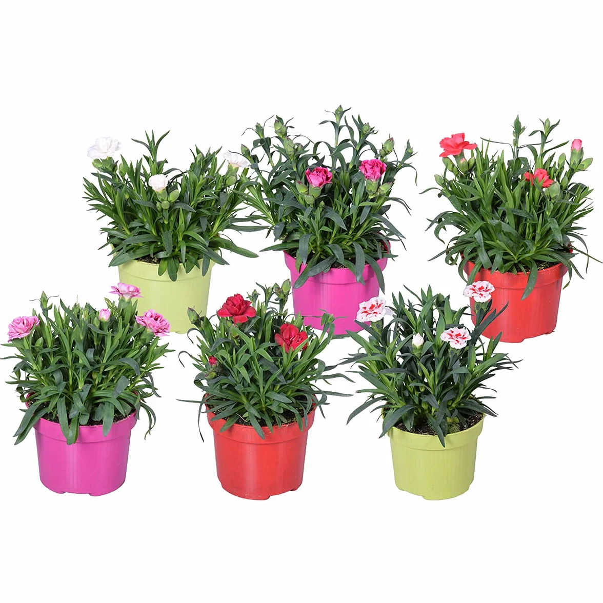 Dianthus Œillet Mélange de couleurs Lot de 6 Plantes de jardin Hauteur 15-20 cm Pot 10,5 cm