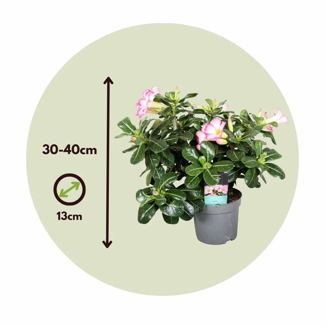 Adenium Obesum 'Étoile rose' Set de 2 - Rose du désert - Plante exotique - Pot 13cm 30-45cm