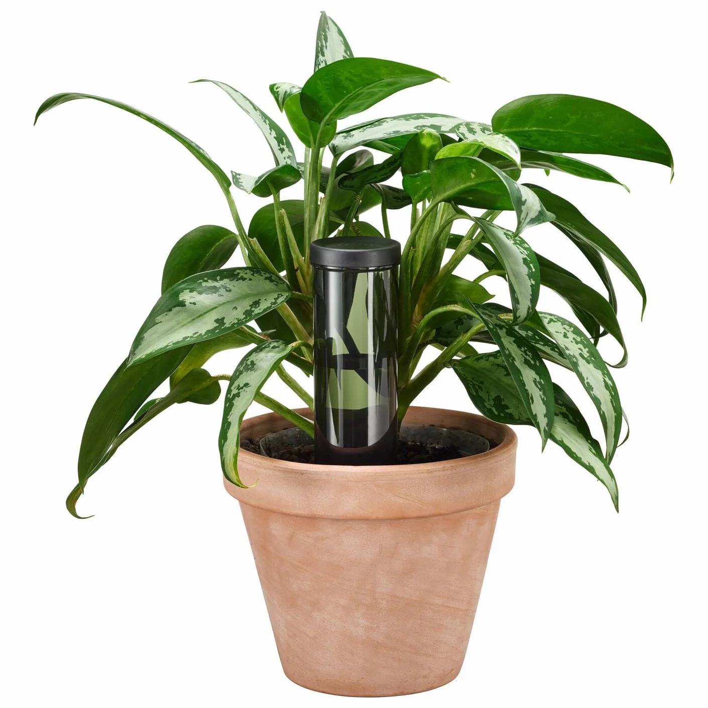 Fiskars Distributeur d'Eau pour Plantes, 350 ml, 6,4 x 25 cm, Céramique/Plastique, Vert Foncé