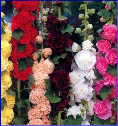 Double Mix Chater trémière 15 graines Beautiful Flowers Fluffy