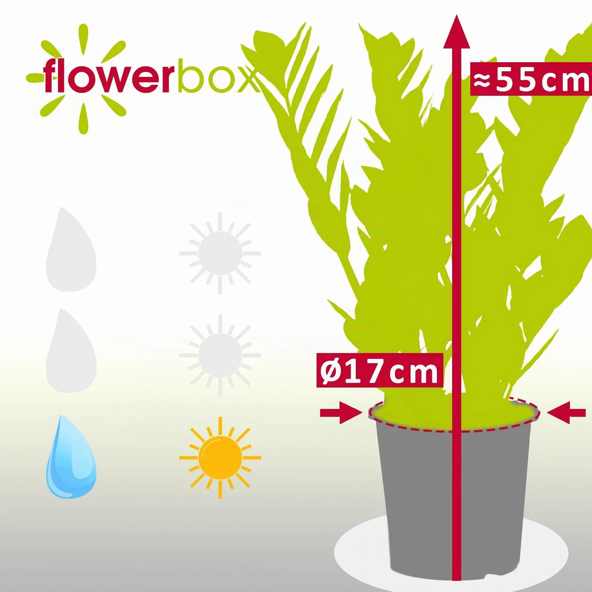 Zamioculcas zamiifolia Plante ZZ 55 cm Pot Ø 17 cm