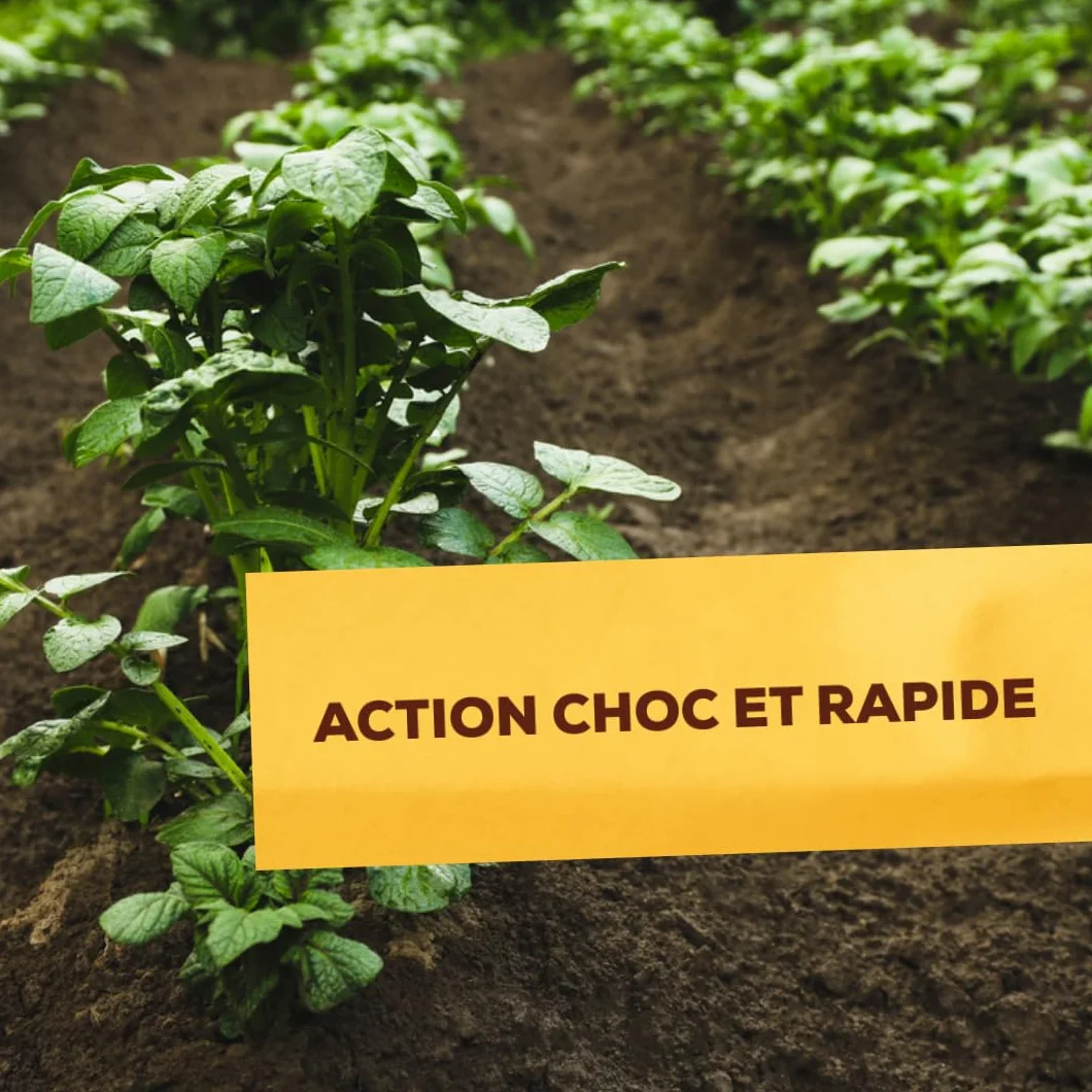 SOLABIOL Anti Doryphores 125ml Concentré Surface Traitée 833m² Bidon Auto Doseur Action Choc Utilisable en Agriculture Biologique