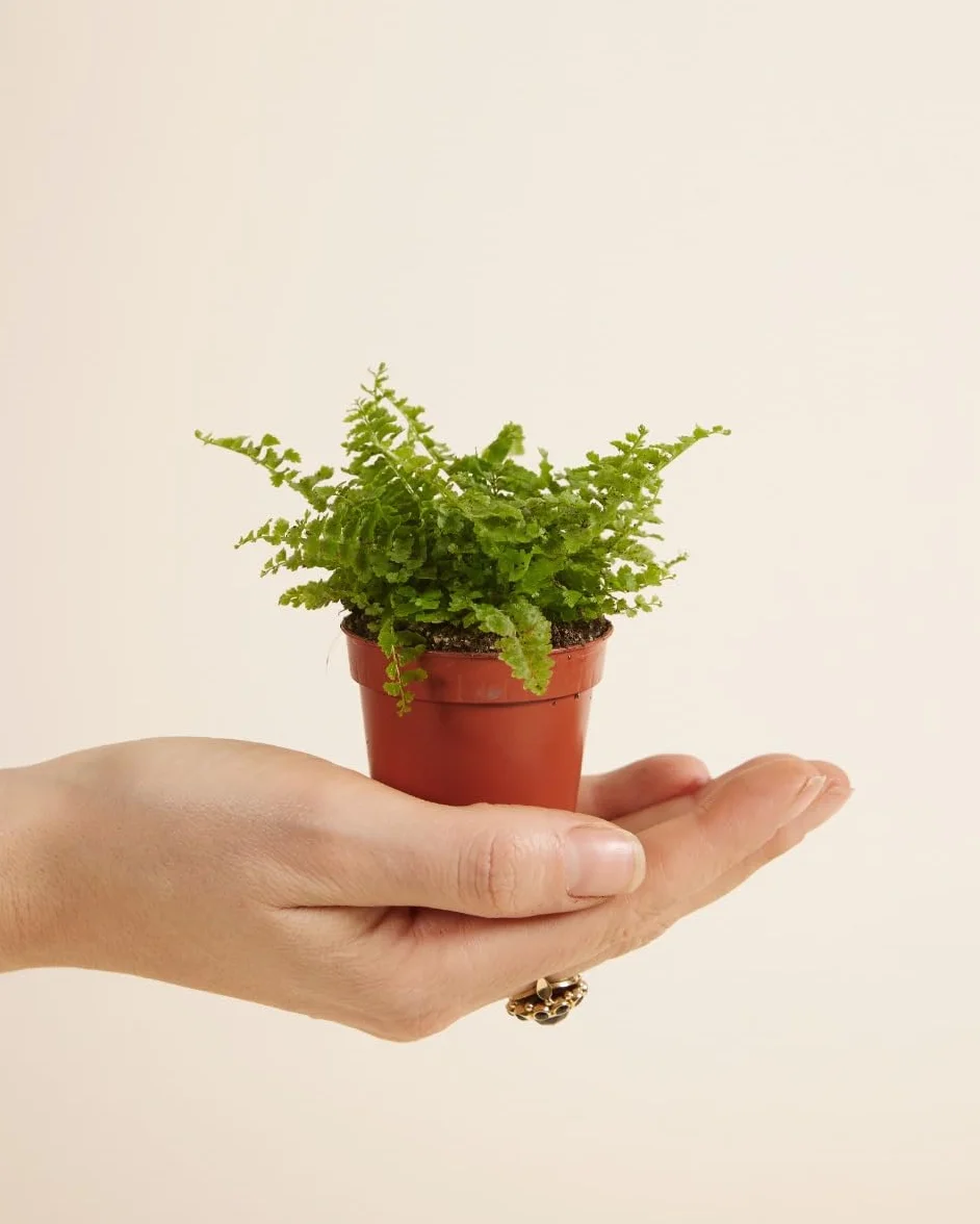 Nephrolepis Green Fantasy Baby Plante d'intérieur Fougère épée Pot 6cm Hauteur 10cm