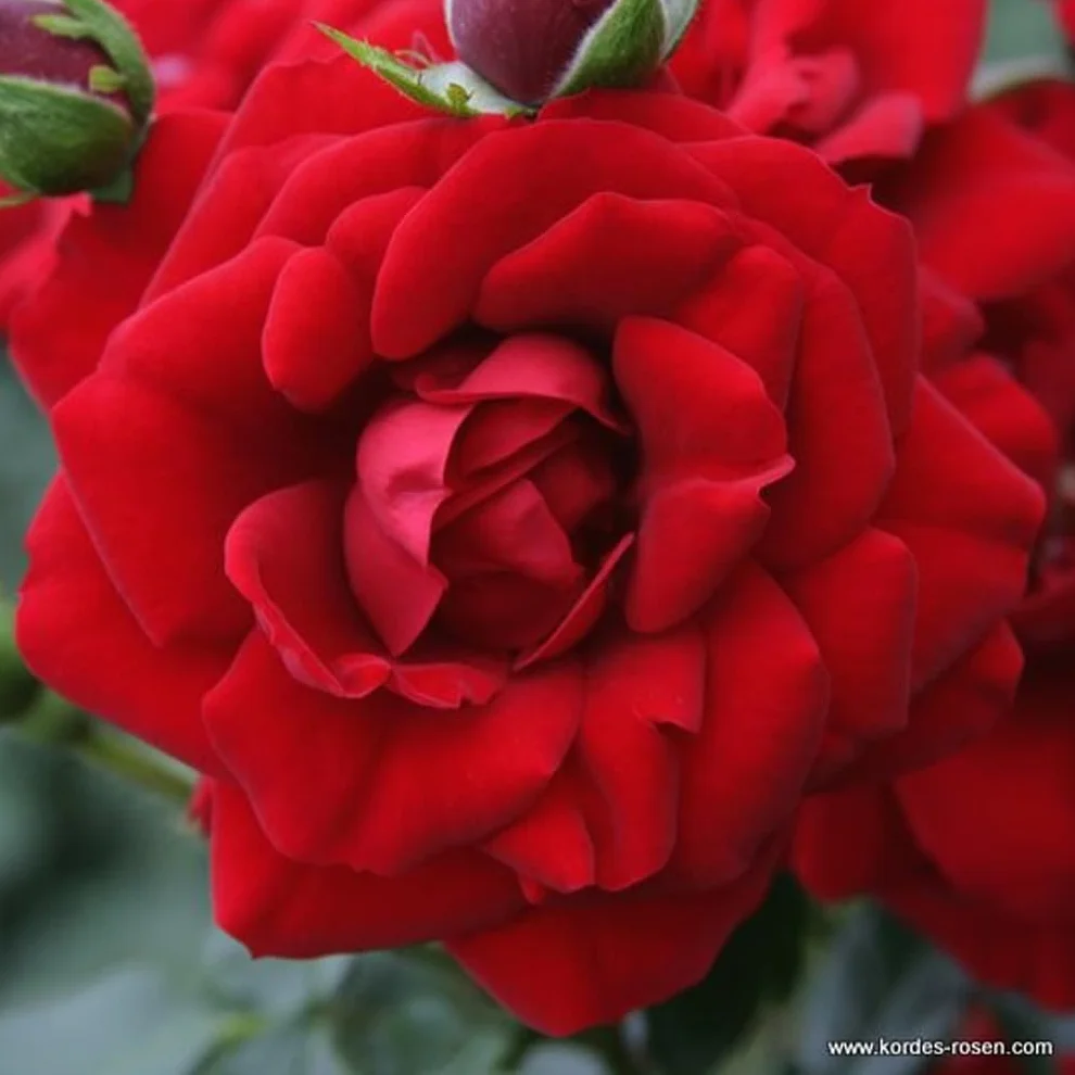 Rosier grimpant 'Amadeus' pot 25-30 cm - Rosa fleurs rouge sang feuillage sain