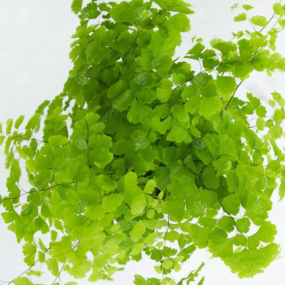 Adiantum raddianum Fragrans Fougère Cheveux de Vénus Plante d'Intérieur 12 cm