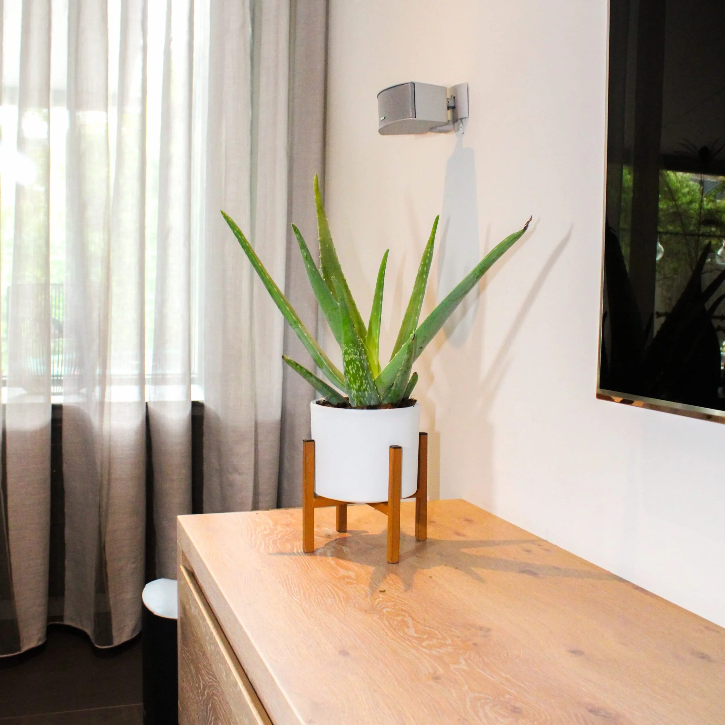 Aloe vera véritable en pot Ø 10,5 cm - Hauteur 35-40 cm plante médicinale succulente