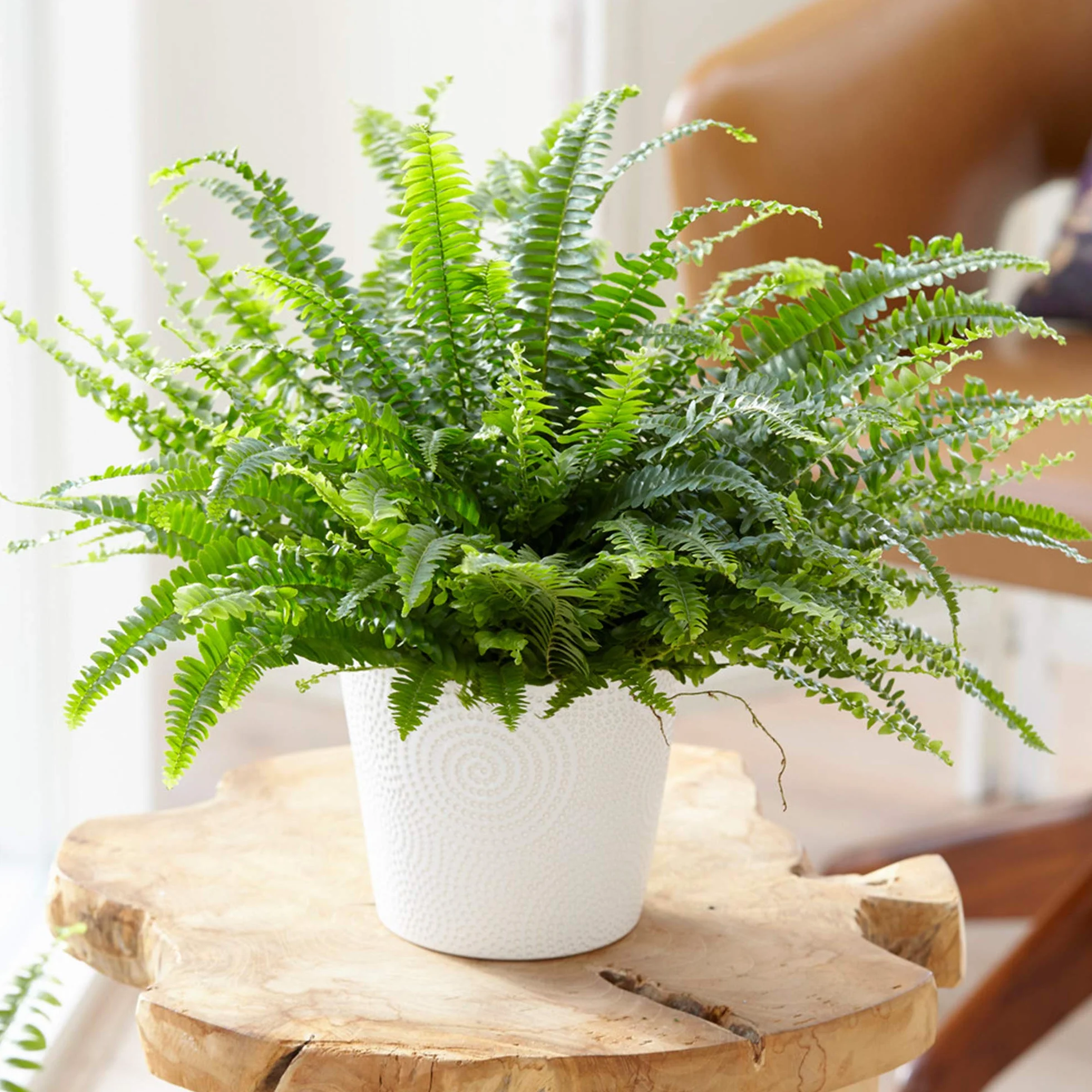Nephrolepis Fougère de Boston Plante d'intérieur 25-35 cm pot inclus