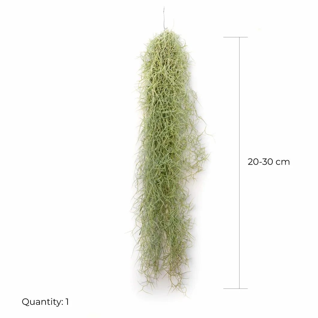 Tillandsia Usneoides Air Plant Live sans Terre Plante Interieur Naturelle 20-30 cm