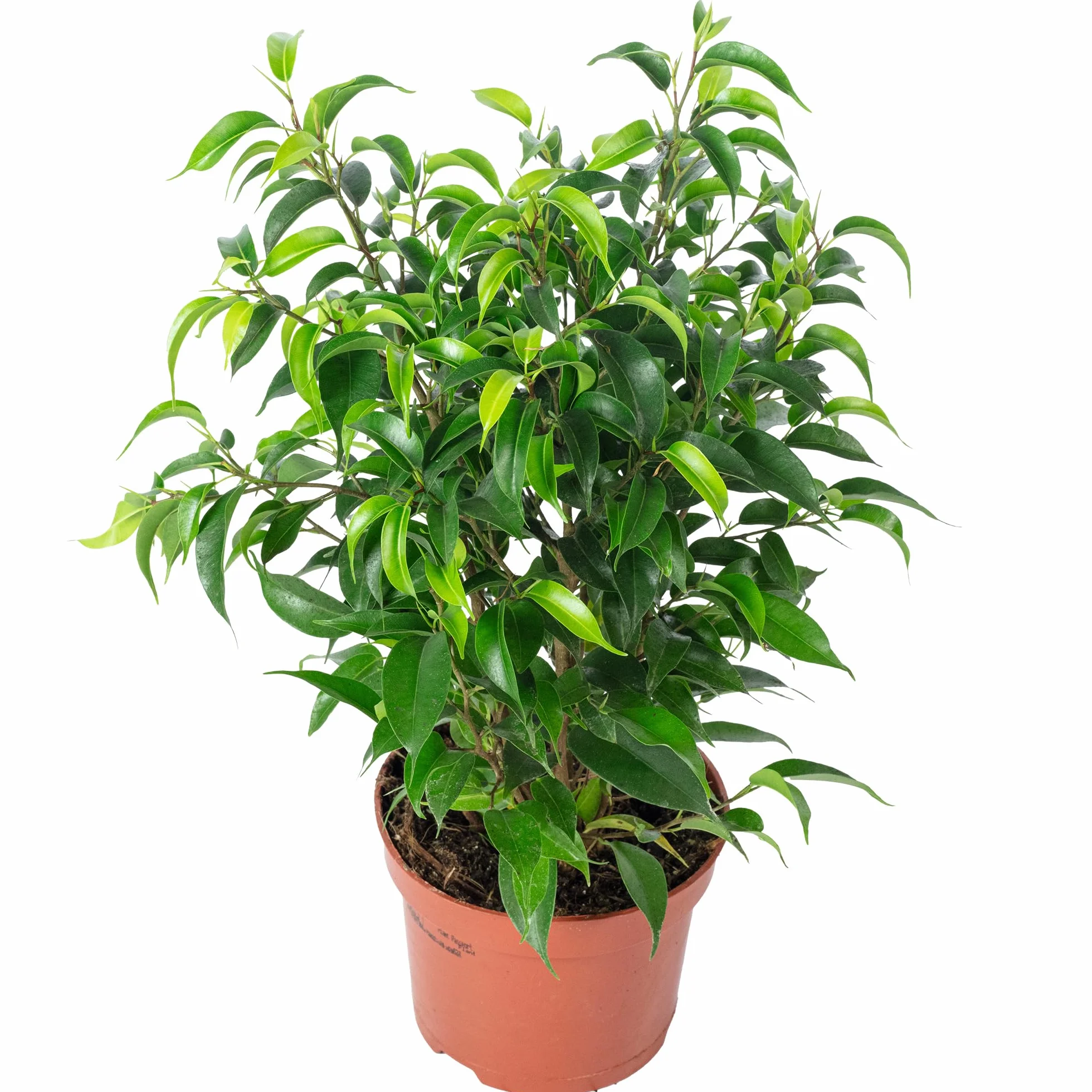 Figuier de bouleau 'Natasja' ramifié Ficus benjamini Hauteur 30 cm diamètre pot 12 cm