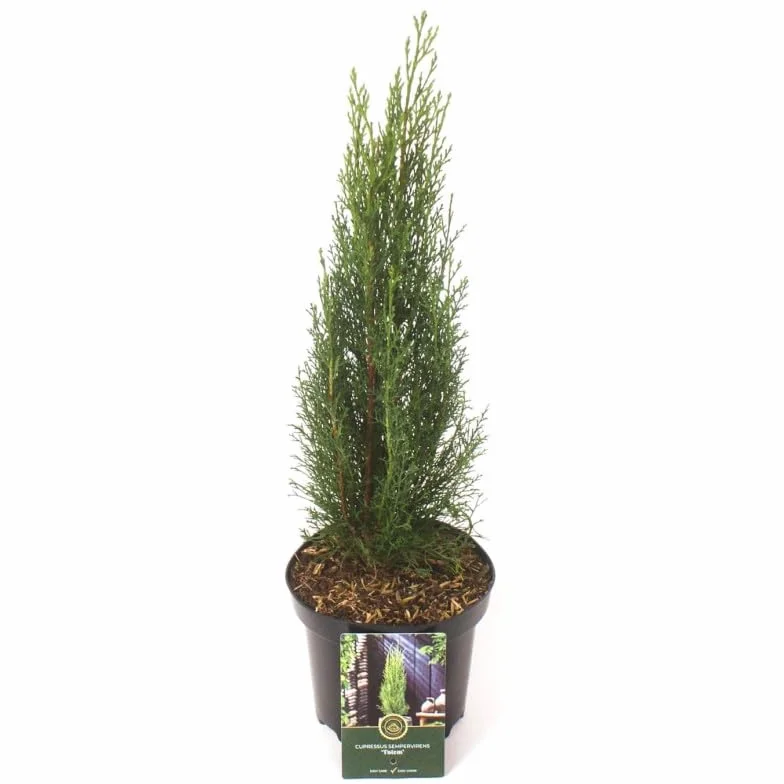 Cyprès de Provence Totem Cupressus sempervirens pot 2,5 L hauteur 30/40 cm Conifère persistant