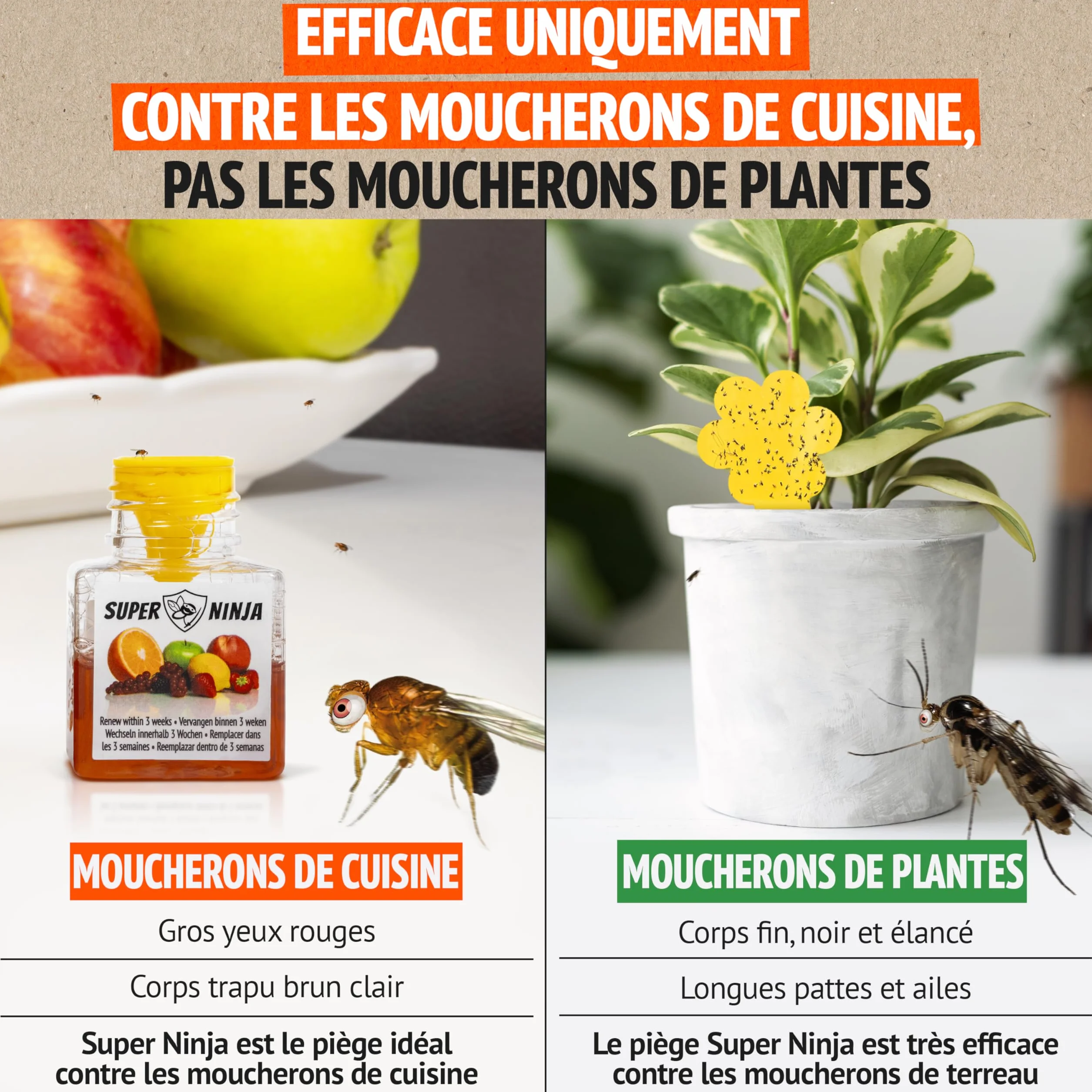 Pièges Anti Moucherons d'Intérieur Lot de 2 – Attrape Moucheron Cuisine Maison, 3 Semaines d’Action, Sûr Enfants Animaux