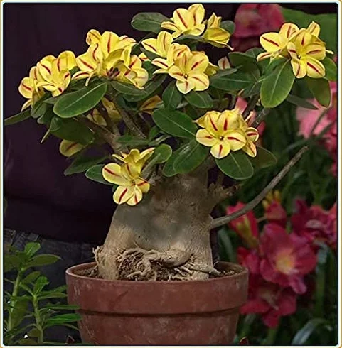 Desert Rose Bulbi Matrimonio Arcobaleno Dea Pop Pianta Arbusto Decorazione 8 Lampadine
