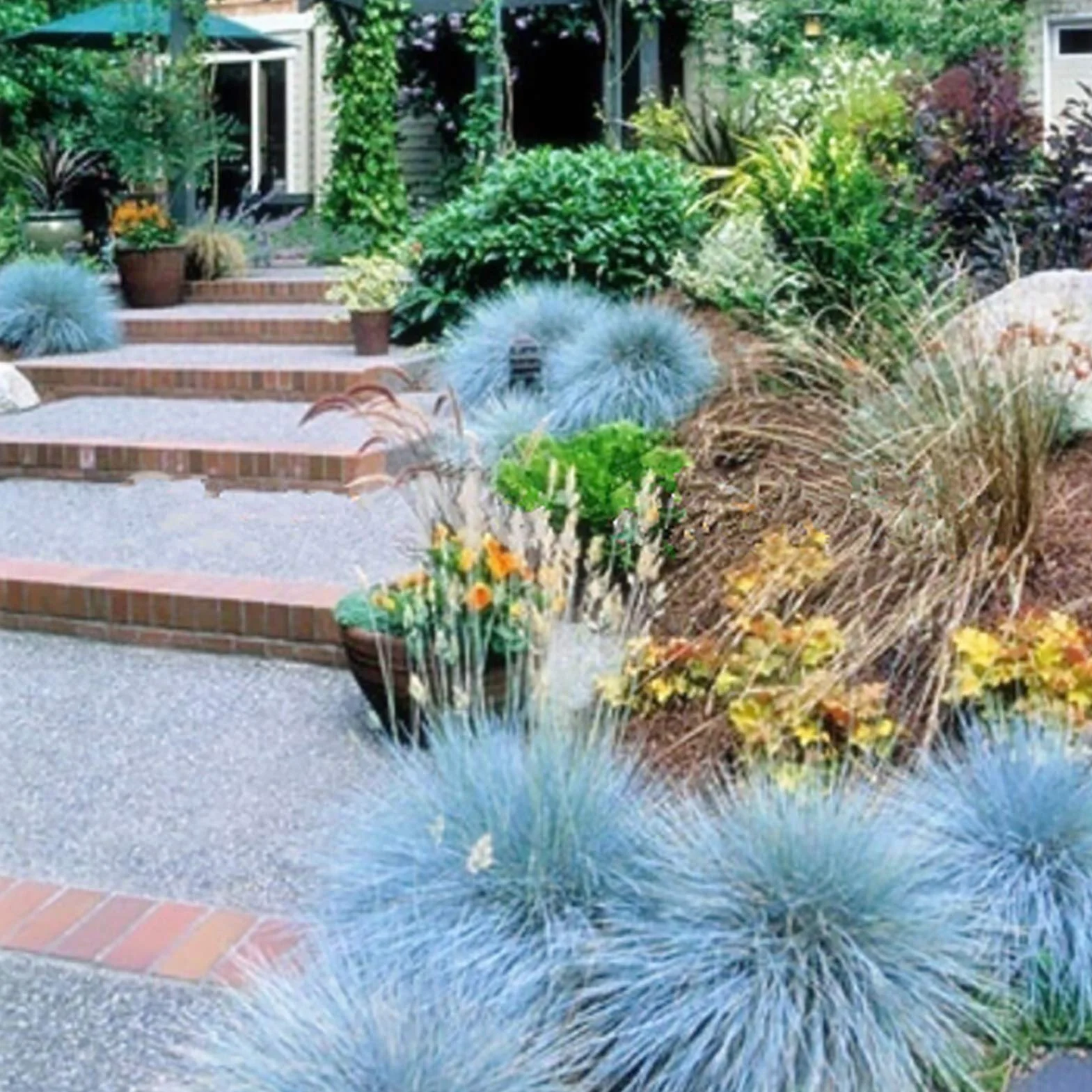 Graines de fétuque bleue Festuca Glauca 200 pièces, Aménagement paysager