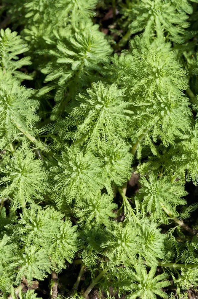 Bloomique Myriophyllum Red Stem Plantes de bassin aquatiques Rustique Hauteur 10-20 cm Pot 11 cm